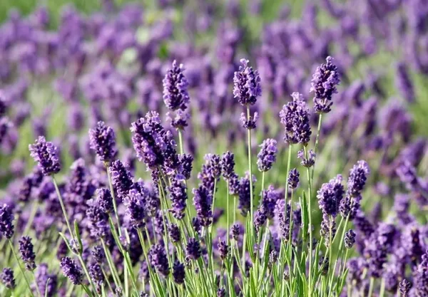 Mirisno ulje Lavanda